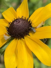 Odontocorynus umbellae