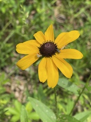 Odontocorynus umbellae