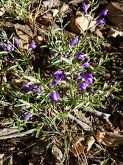 Scutellaria siphocampyloides