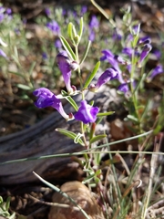 Scutellaria siphocampyloides
