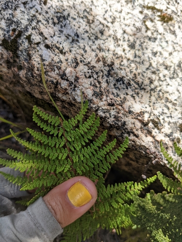 Image of Cleveland's Lipfern (Myriopteris clevelandii) by (c) sdash, some rights reserved (CC BY)