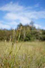 Carex gynodynama