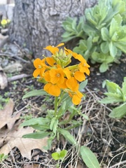 Erysimum × marshallii