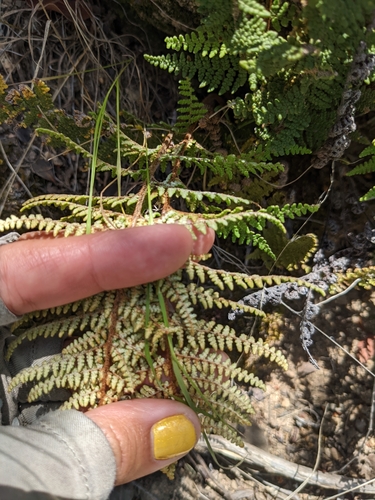 Image of Cleveland's Lipfern (Myriopteris clevelandii) by (c) sdash, some rights reserved (CC BY)