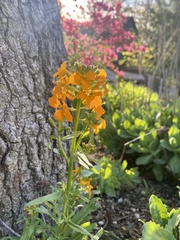 Erysimum × marshallii