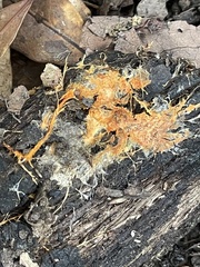 Hydnophlebia