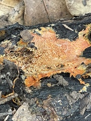 Hydnophlebia