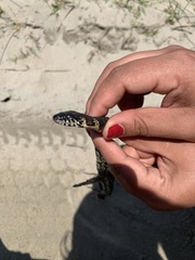 Nerodia sipedon williamengelsi