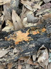 Hydnophlebia