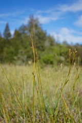 Carex gynodynama