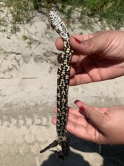 Nerodia sipedon williamengelsi