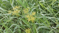 Cyperus digitatus