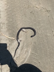 Nerodia sipedon williamengelsi