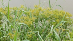 Cyperus digitatus