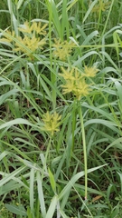 Cyperus digitatus