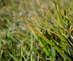 Carex gynodynama