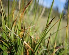 Carex gynodynama