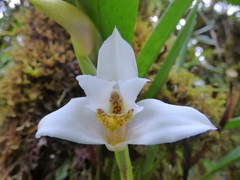 Maxillariinae