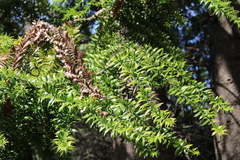 Araucaria bidwillii