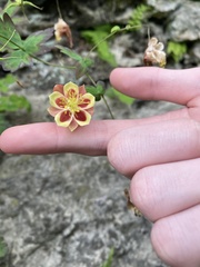 Aquilegia canadensis