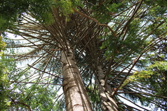 Araucaria bidwillii