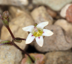 Nemacladus inyoensis