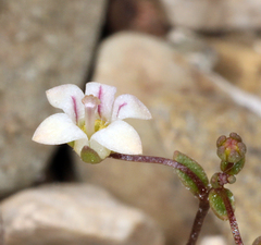 Nemacladus inyoensis