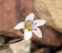 Nemacladus inyoensis