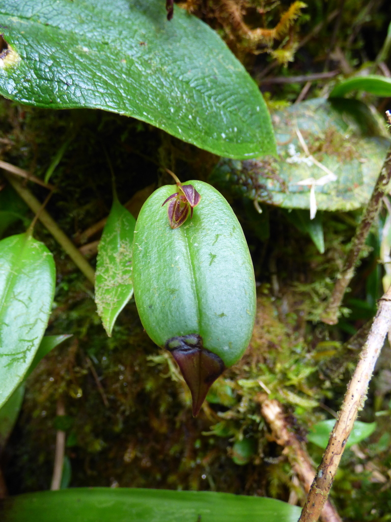 Pleurothallis matudana