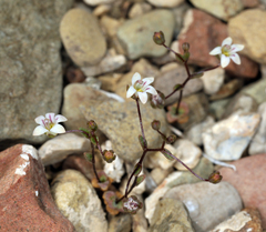 Nemacladus inyoensis