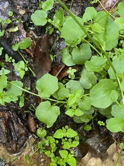 Cardamine rotundifolia
