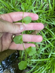 Cardamine rotundifolia