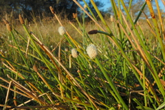 Eleocharis elegans