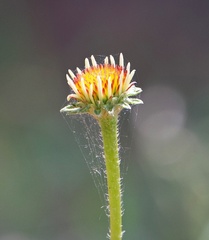Echinacea angustifolia