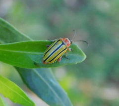 Disonycha pluriligata