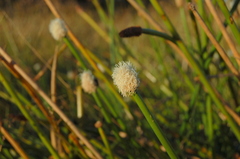 Eleocharis elegans