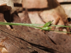 Carex timida