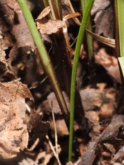 Carex timida