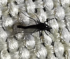 Chironomidae