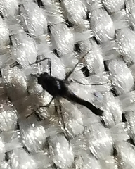 Chironomidae