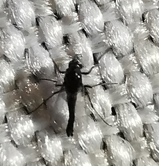 Chironomidae