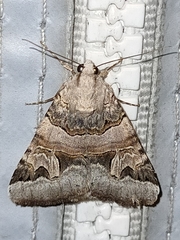 Drasteria cailino