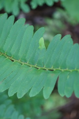 Taphrina polystichi