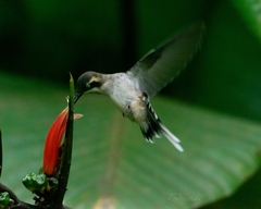 Phaethornis longirostris