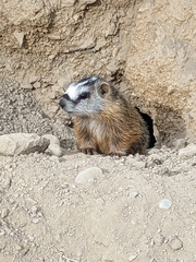 Marmota flaviventris