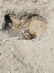 Marmota flaviventris