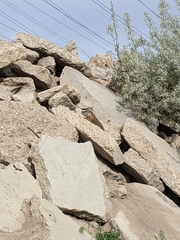 Marmota flaviventris