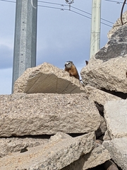 Marmota flaviventris