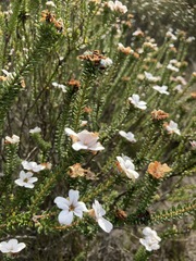 Adenandra obtusata