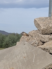 Marmota flaviventris